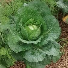 cabbage seeds for Indoor and Outdoor