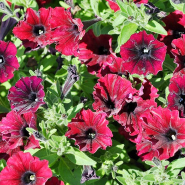 Petunias Seeds for Planting Maroon Color