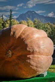 Semi di Zucca Gigante Ereditaria – Facili da Coltivare