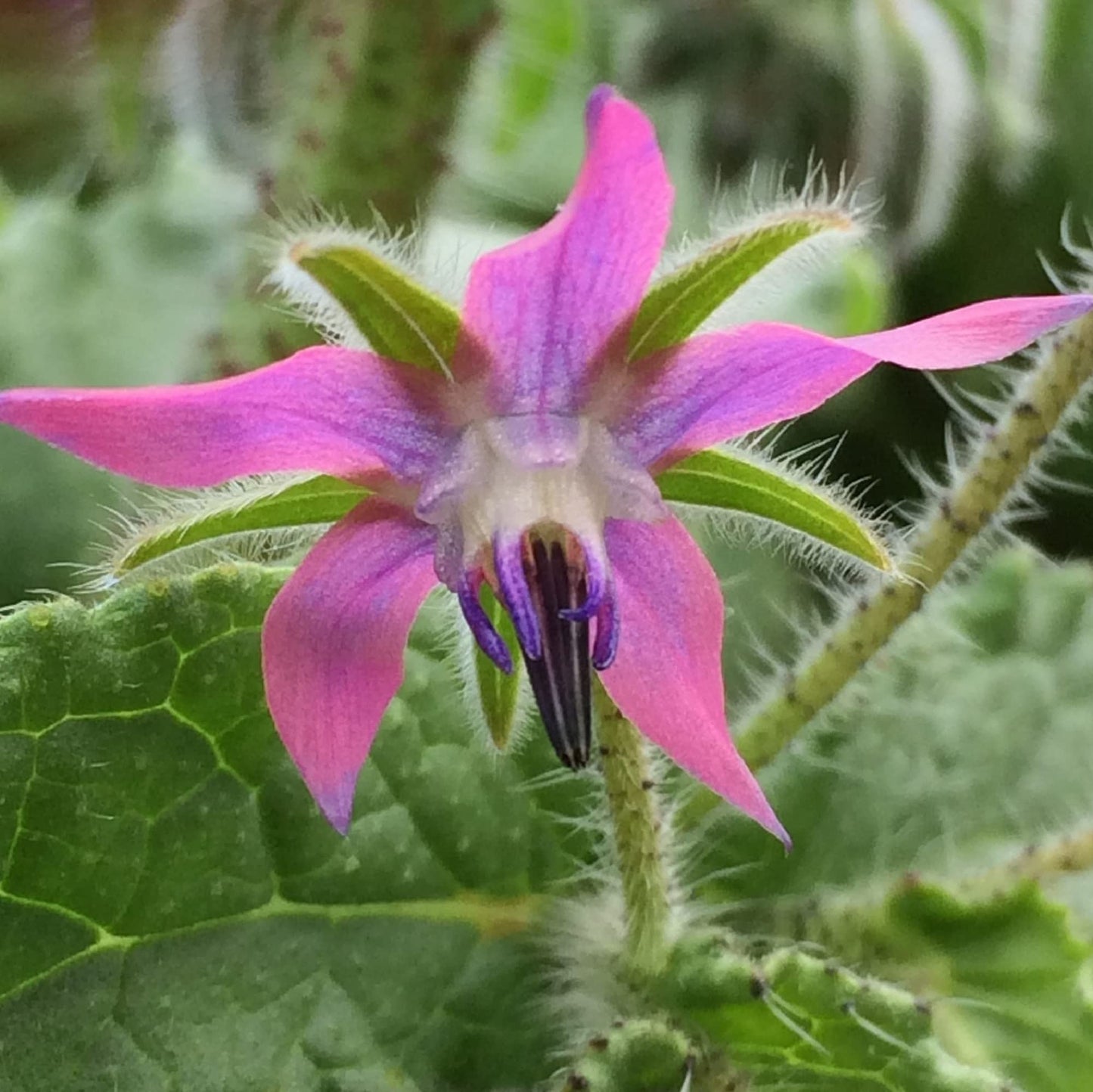 Borage Flower Seeds – Pink for Planting