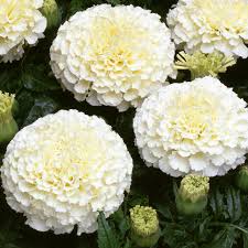 African Marigold Seeds creme color
