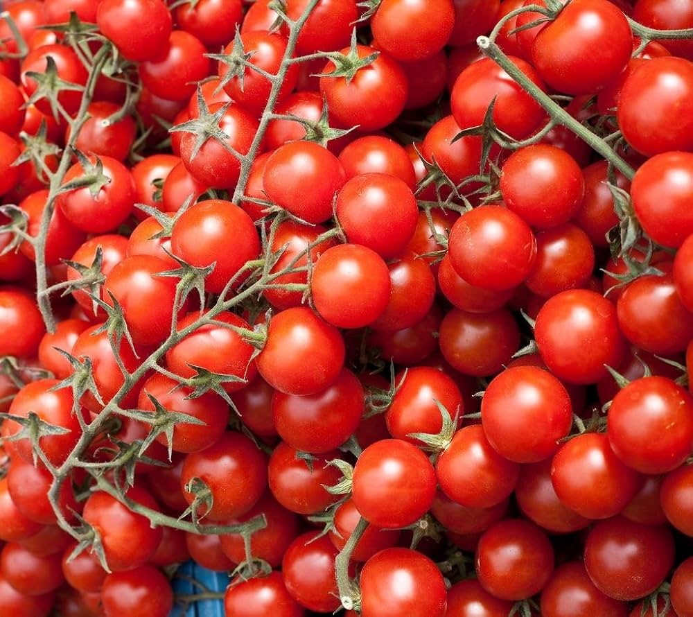 Cherry Tomato Seed Large Red for Planting