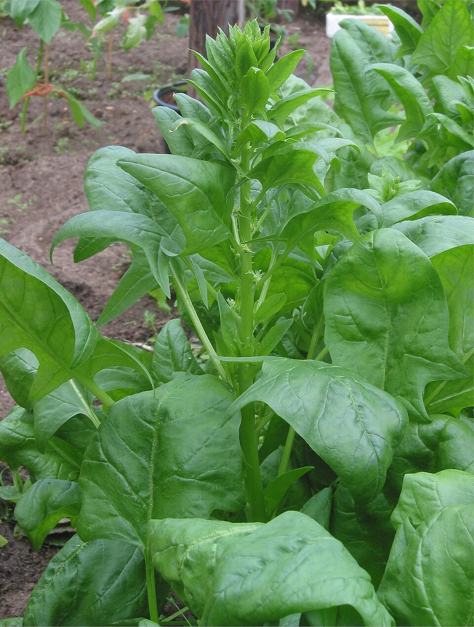 Palak Seeds – Fresh Spinach for Planting