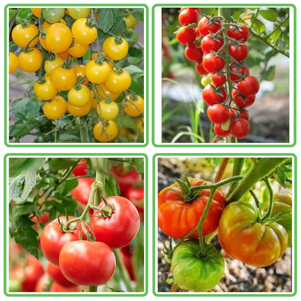 Sun Gold Hybrid Tomato Garden Seeds