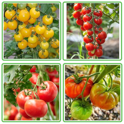 Sun Gold Hybrid Tomato Garden Seeds
