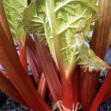 Graines de Rhubarbe Leader