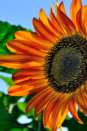 Sunflower Seeds Mix colors