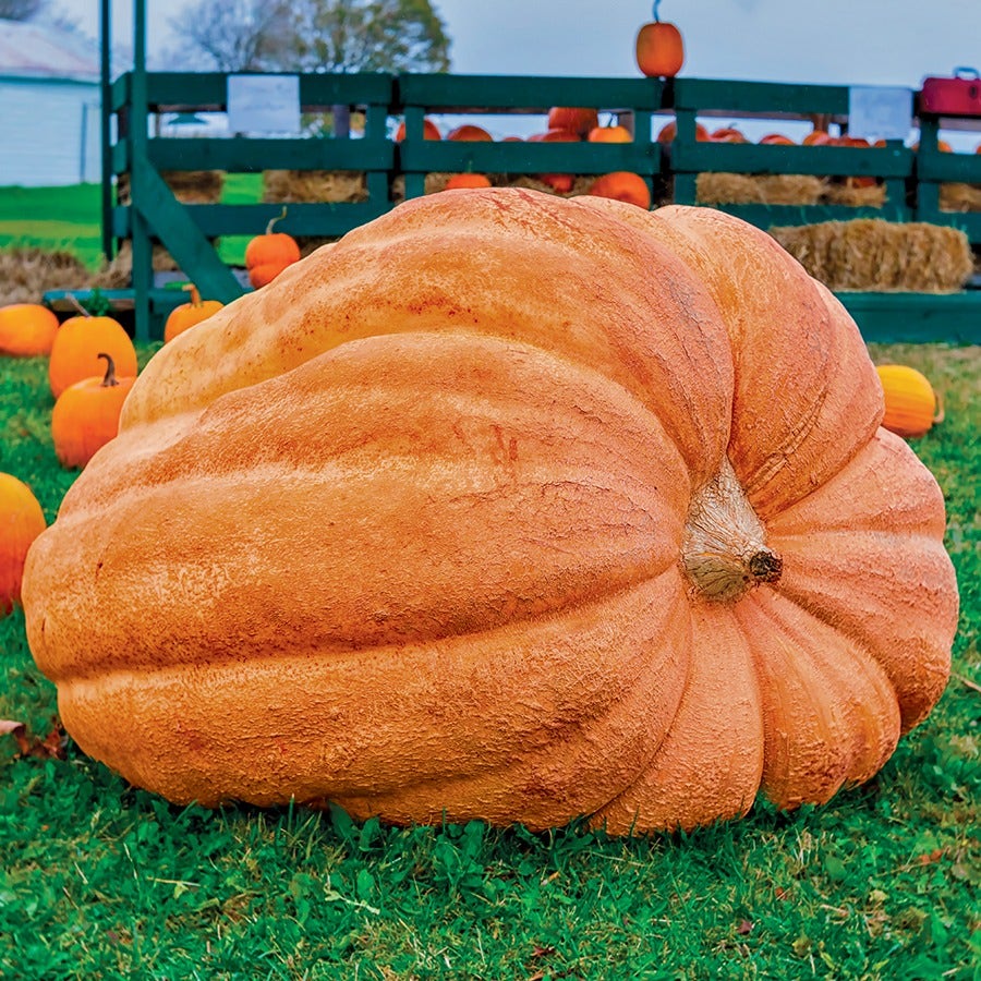 Semi di Zucca Gigante Ereditaria – Facili da Coltivare