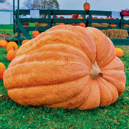 Semi di Zucca Gigante Ereditaria – Facili da Coltivare
