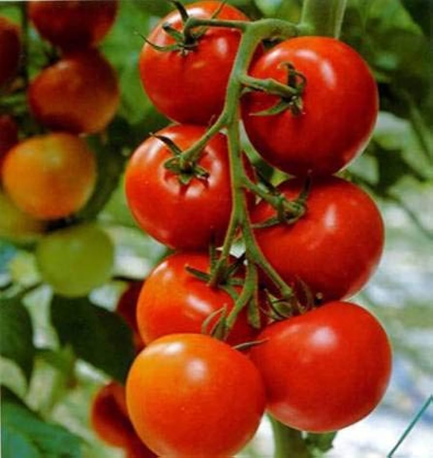 Sun Gold Hybrid Tomato Garden Seeds