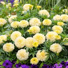 African Marigold Seeds creme color