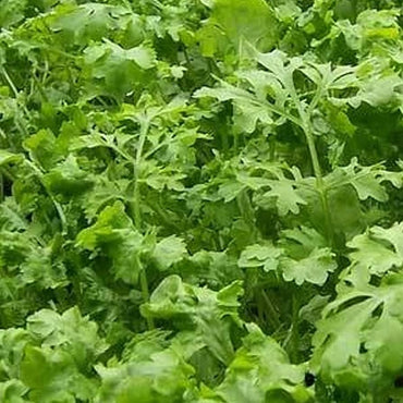 Graines de Chicorée - Patrimoine, Pollinisation Ouverte - Ferme & Jardin