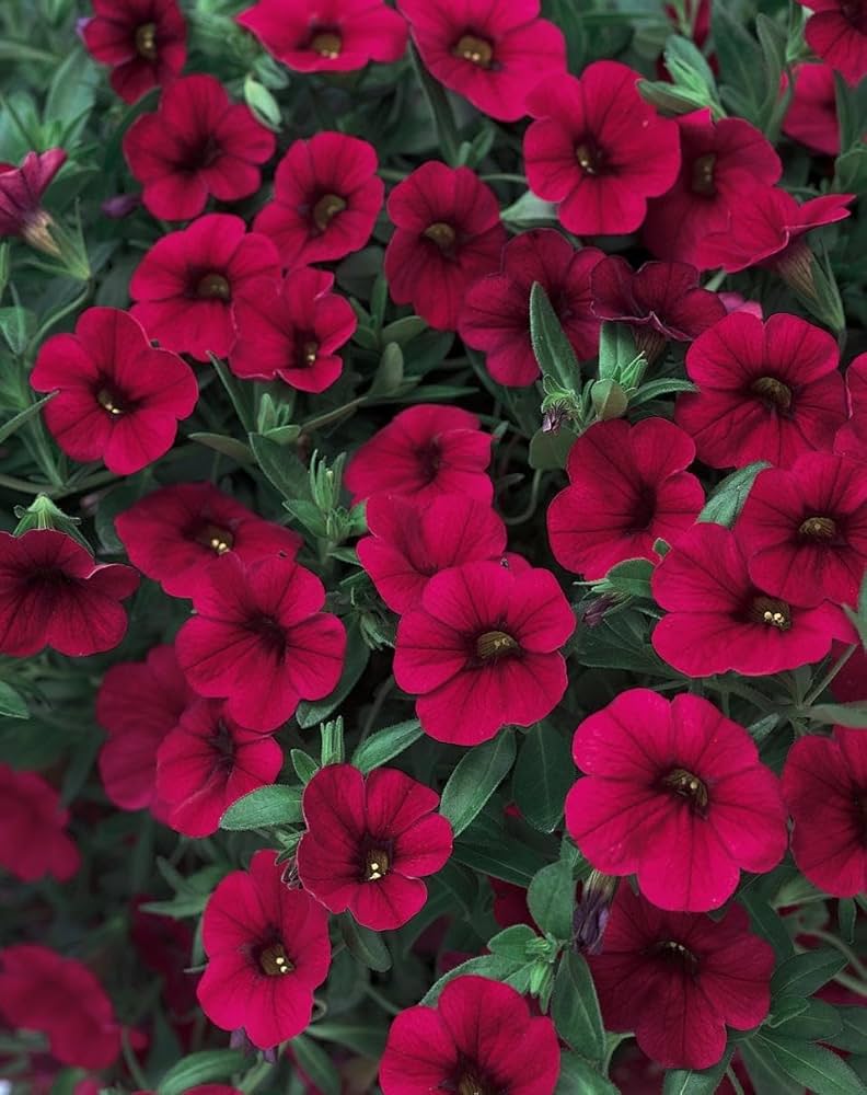 Petunias Seeds for Planting Maroon Color