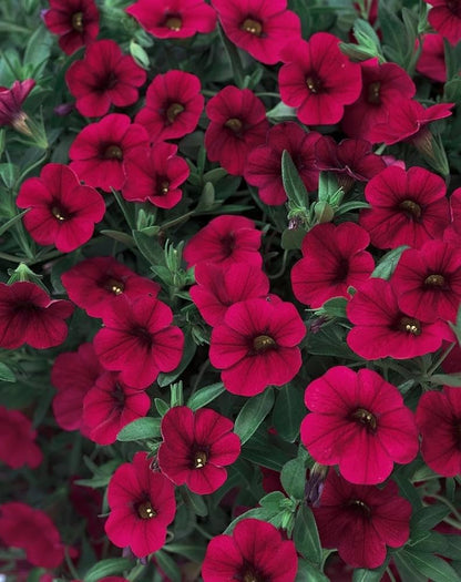 Petunias Seeds for Planting Maroon Color