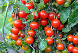 Cherry Tomato Seed Large Red for Planting