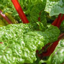 Graines de Rhubarbe Leader