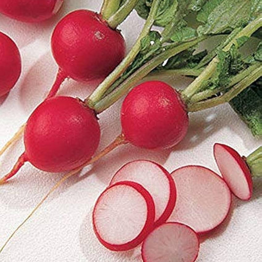 Red Round Radish Seeds for Garden