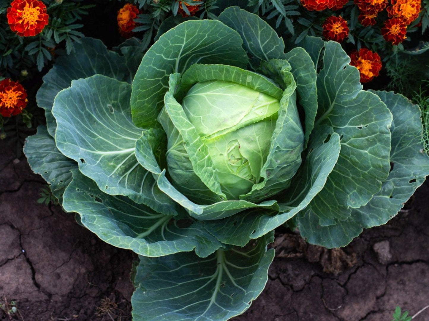 Kohl Samen für Innen- und Außenbereich