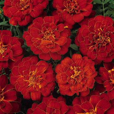 Dark Red Marigold Flower Seeds for Planting - Vibrant Annuals