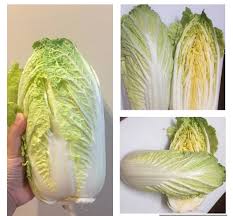 キャベツ 中国 ミチヒリ 伝統野菜の種子