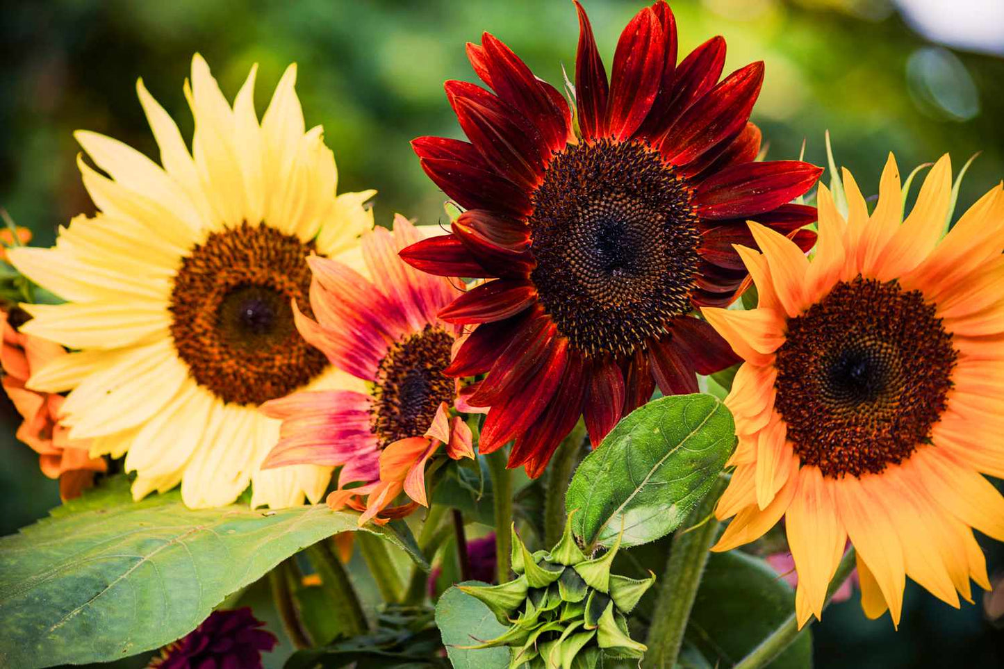 Sunflower Seeds Mix colors