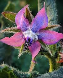 Borage Flower Seeds – Pink for Planting