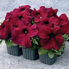 Petunias Seeds for Planting Maroon Color