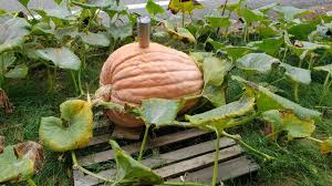Semi di Zucca Gigante Ereditaria – Facili da Coltivare