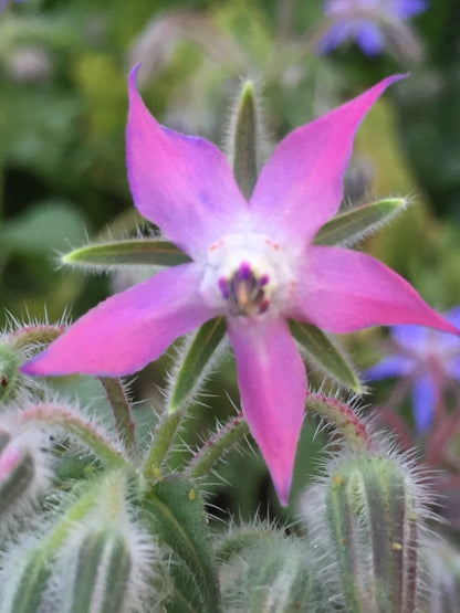 Borage Flower Seeds – Pink for Planting