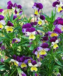 Heirloom Viola Seeds – Johnny Jump Up for Planting