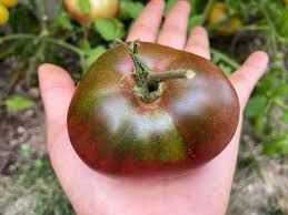 Graines de tomate Cherokee Purple