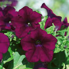 Petunias Seeds for Planting Maroon Color