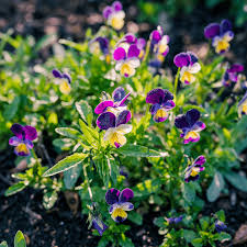 Heirloom Viola Seeds – Johnny Jump Up for Planting