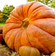 Semi di Zucca Gigante Ereditaria – Facili da Coltivare