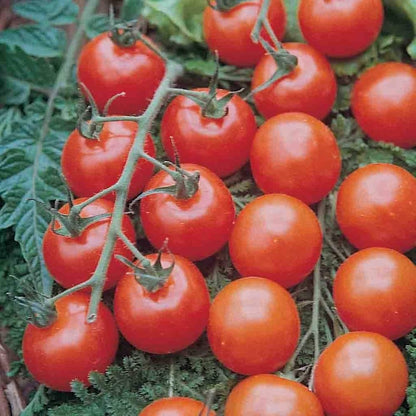 Cherry Tomato Seed Large Red for Planting
