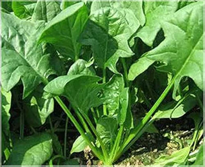 Palak Seeds – Fresh Spinach for Planting
