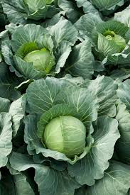 Kohl Samen für Innen- und Außenbereich