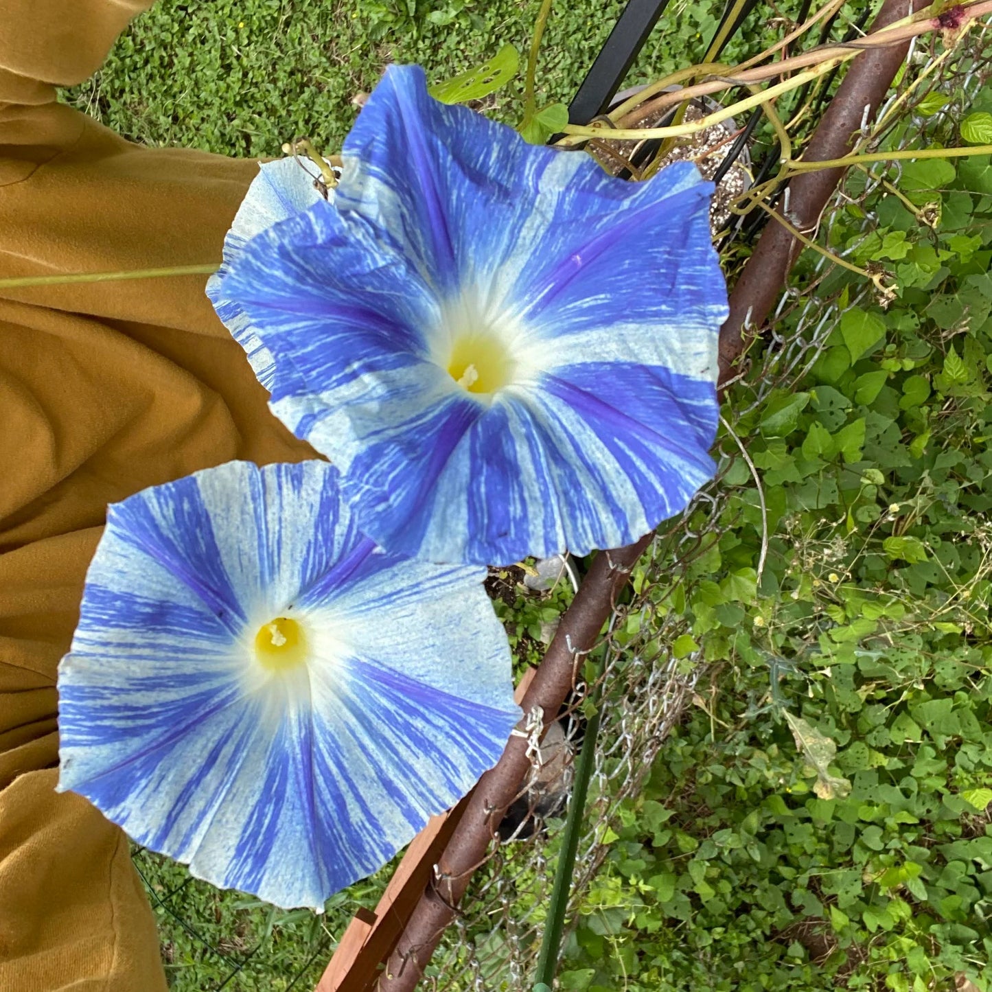 Morning Glory 'Flying Saucers' Flower Seeds