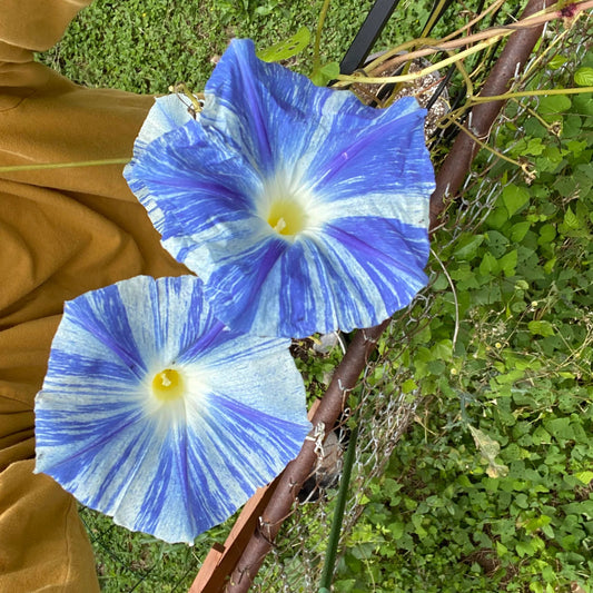 Morning Glory 'Flying Saucers' Flower Seeds