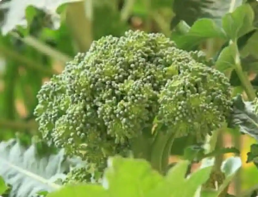 Broccoli Vegetable Seeds