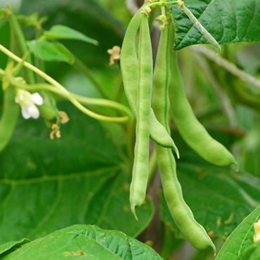 Runner Bean Vegetable Seeds for Planting – Heirloom, Non-GMO, Easy to Grow, Annual