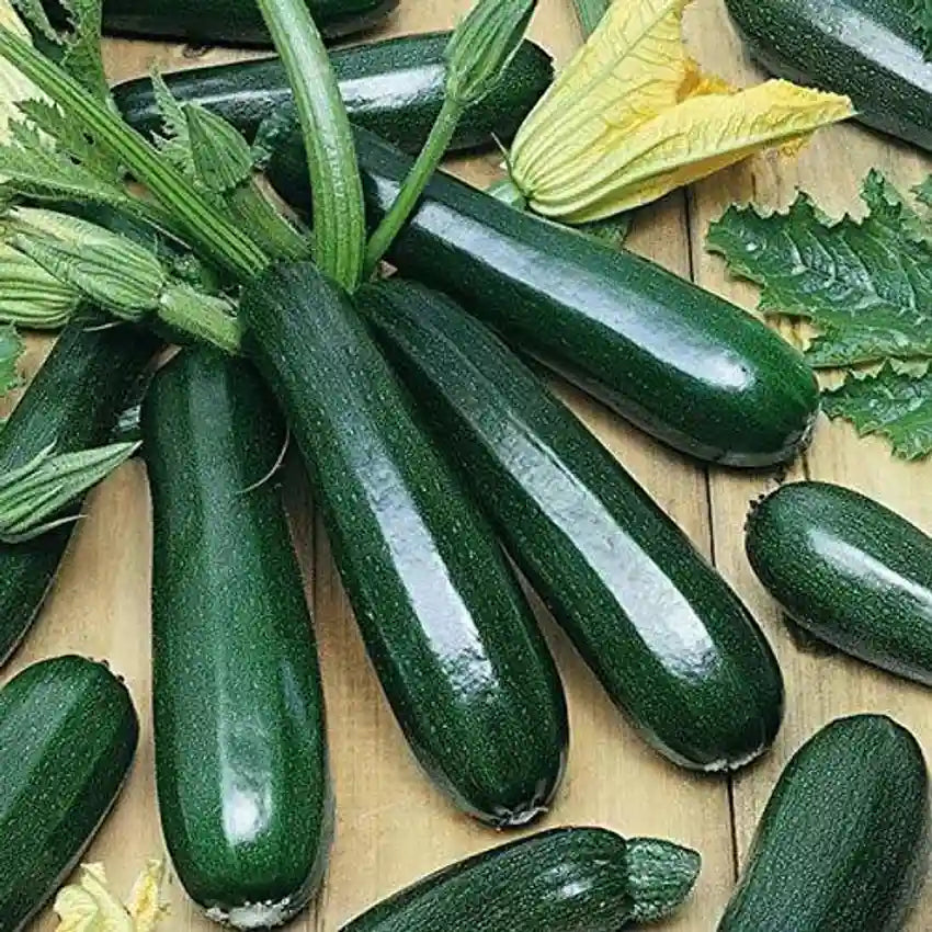 Zucchini  Vegetable Seeds