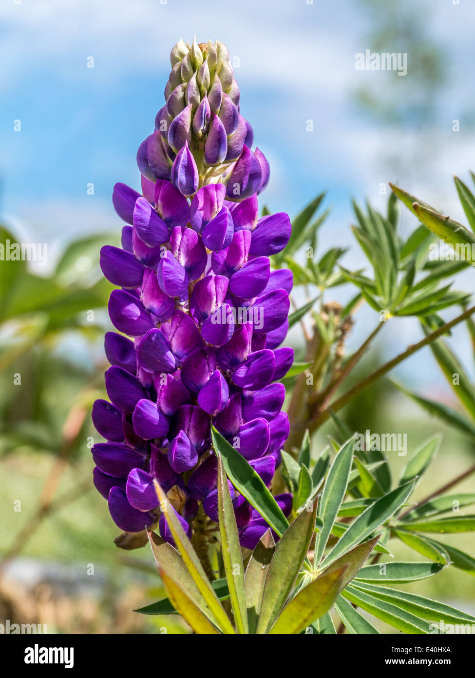 Lupine Wildflower Seeds purple