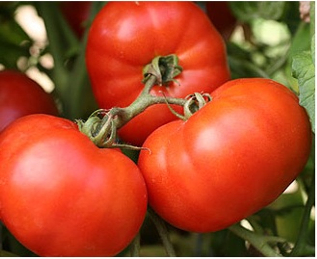 Bush Early Girl II Tomato Vegetable Seeds