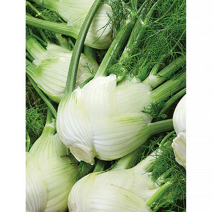 Florence Fennel Vegetable Seeds for Planting – Heirloom, Non-GMO, Easy to Grow, Annual