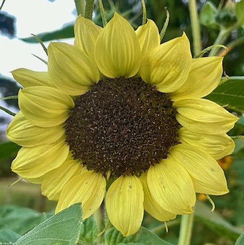Sunflower 'Moonwalker' Flower Seeds