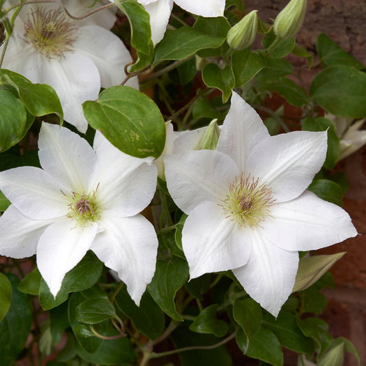 White Clematis Flower Seeds