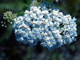 yarrow flower seeds sky blue