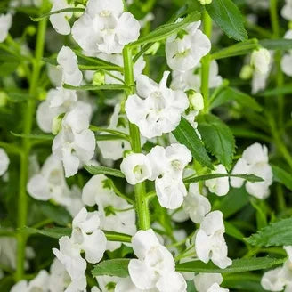 White Astragalus Flower Seeds  Simple Planting for Thriving Blooms
