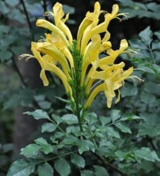 Yellow Cape Honeysuckle Flower seeds for Planting - Colorful Display, Heirloom & GMO Free Seeds for Home Garden
 
 Sale for planting in home garden.